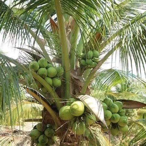 Maella