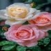 JamesBarry81 is Single in HOUSTON, Texas, 2