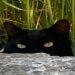 shawM55 is Single in nokomis, Florida