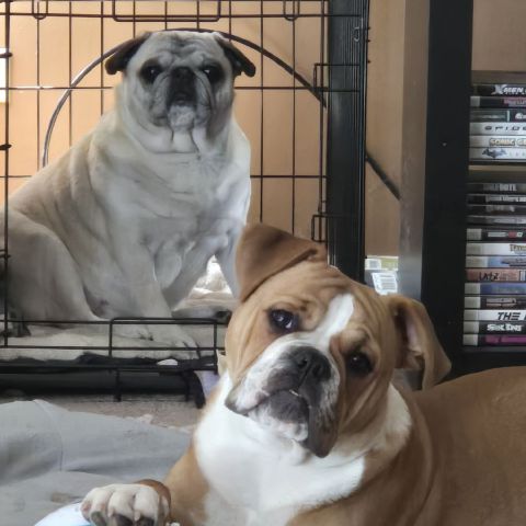 Dog_and_Peace