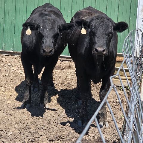 Goji5417 is Single in Parma, Idaho, 2