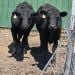 Goji5417 is Single in Parma, Idaho, 2