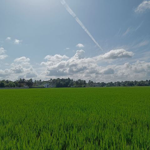 Freyamin