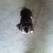 Tracy1086 is Single in CLAY, Kentucky, 2