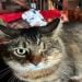 tombianchi is Single in osceola, Iowa, 3