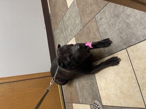 Sully0917 is Single in SIOUX FALLS, South Dakota, 2