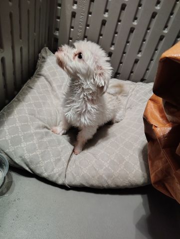 glittabunny is Single in Anchorage, Alaska, 3
