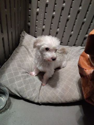 glittabunny is Single in Anchorage, Alaska, 5
