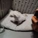 glittabunny is Single in Anchorage, Alaska, 1