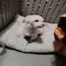 glittabunny is Single in Anchorage, Alaska, 2