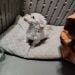 glittabunny is Single in Anchorage, Alaska, 3