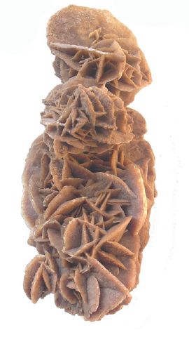 Rifida