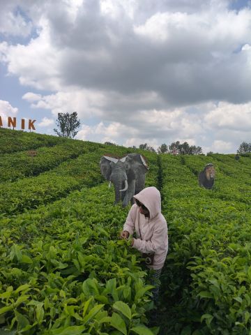 Gledis683