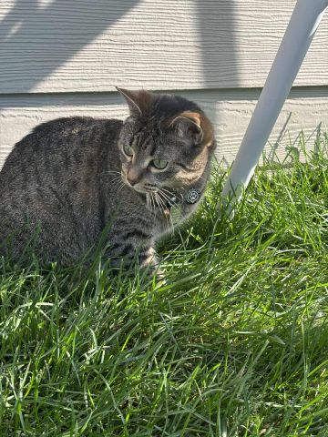 StarFox is Single in Winnipeg, Manitoba, 2